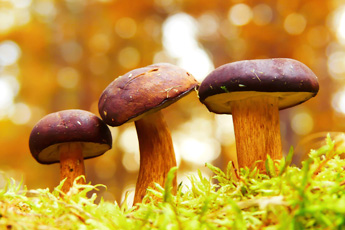 Когда грибы приносят пользу или вред - aptechka.org
